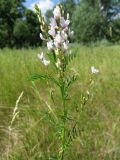 Astragalus sulcatus