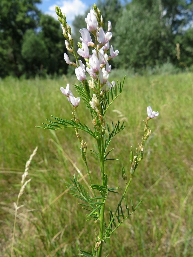 Изображение особи Astragalus sulcatus.