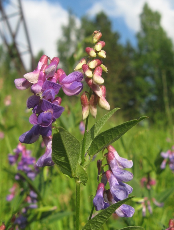 Изображение особи Vicia unijuga.