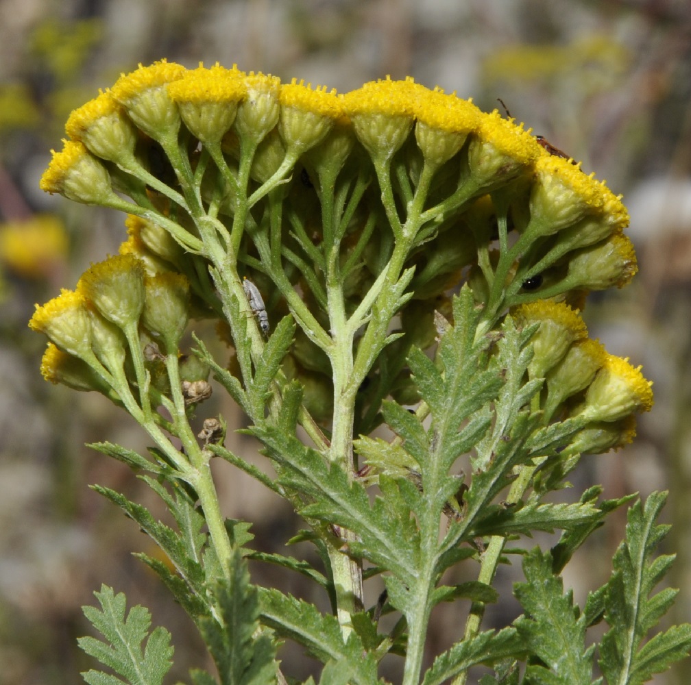 Image of Tanacetum vulgare specimen.
