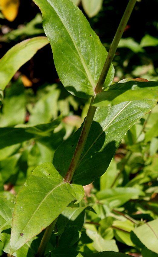 Image of Penstemon attenuatus specimen.