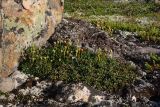 Diapensia lapponica