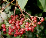 genus Sorbus. Соплодие. Германия, г. Дюссельдорф, Ботанический сад университета. 03.07.2014.