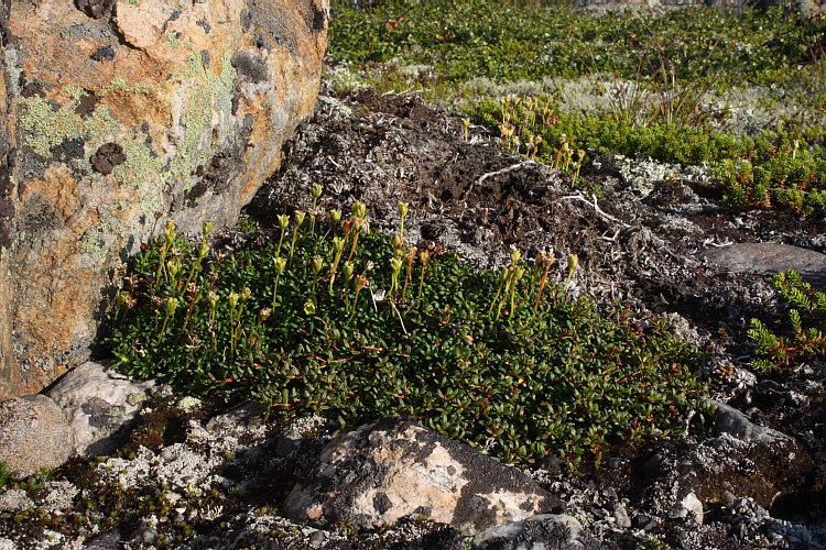 Изображение особи Diapensia lapponica.