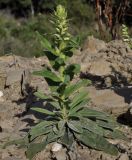 Digitalis viridiflora