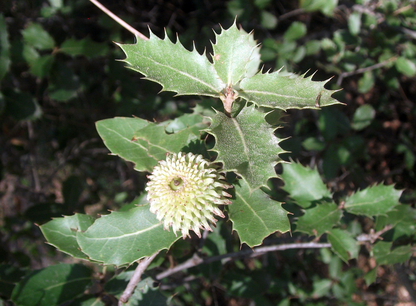 Image of Quercus calliprinos specimen.