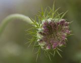 Daucus carota