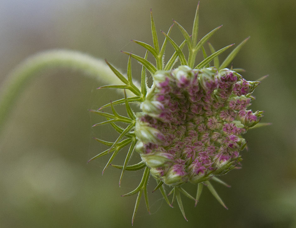 Изображение особи Daucus carota.