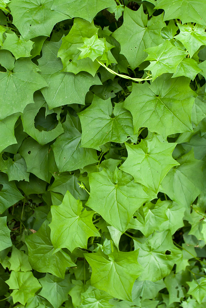 Image of Delairea odorata specimen.