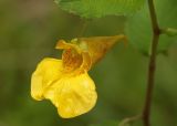 Impatiens noli-tangere