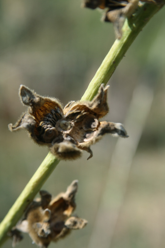 Изображение особи Alcea litwinowii.