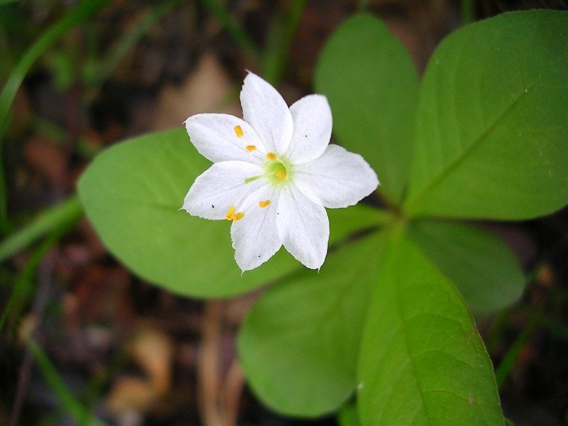Image of Trientalis europaea specimen.