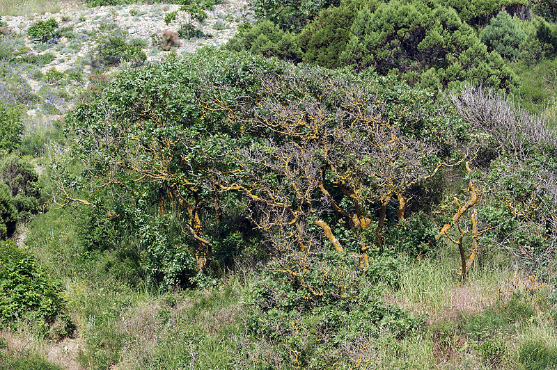 Image of Pistacia mutica specimen.