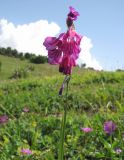 Gladiolus tenuis