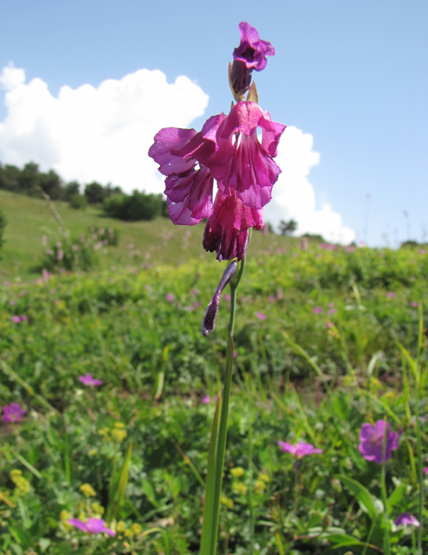 Изображение особи Gladiolus tenuis.