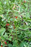 Cotoneaster melanocarpus. Ветвь с незрелыми плодами. Алтайский край, Краснощековский р-н, с. Чинета. 12 июня 2009 г.