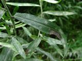 Achillea cartilaginea