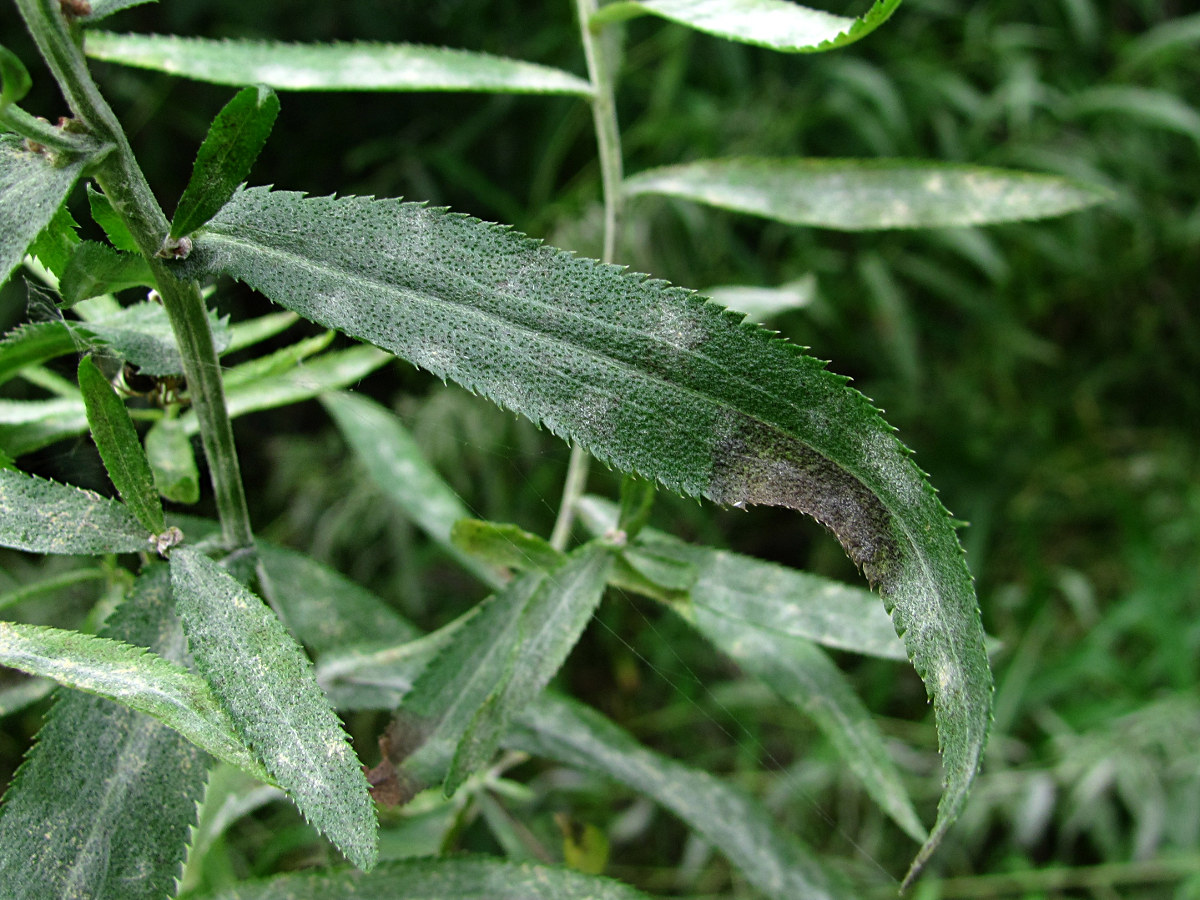 Изображение особи Achillea cartilaginea.