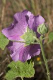 Alcea rosea