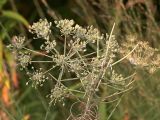 familia Apiaceae. Соплодия. Украина, Закарпатская обл., Свалявский р-н, заболоченный берег ручья возле с. Солочин. 27 августа 2015 г.