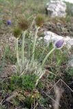 Pulsatilla taurica