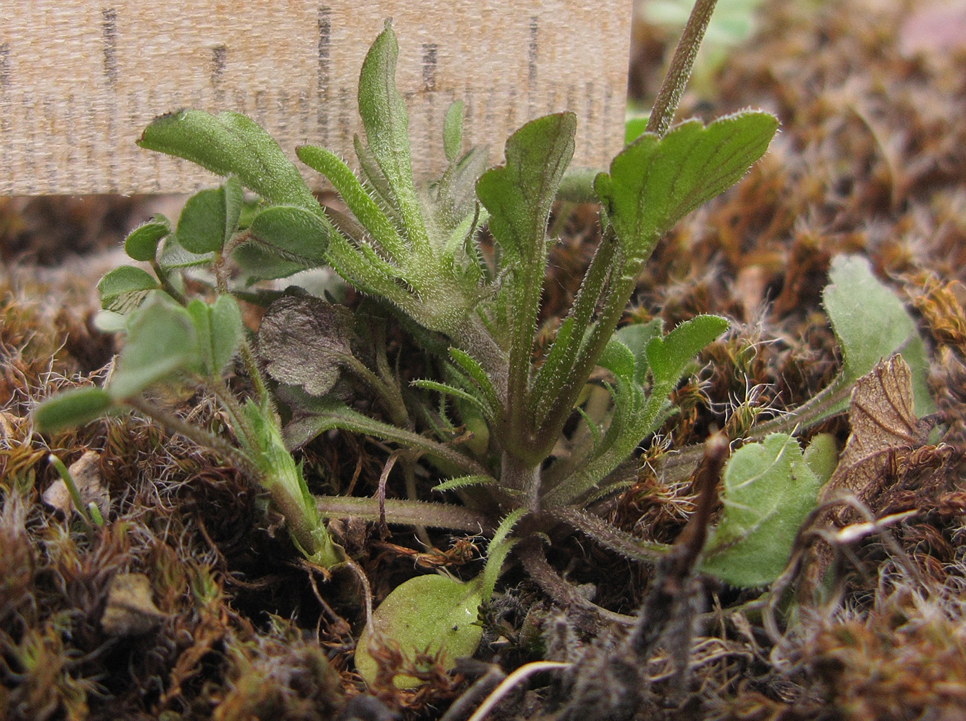 Image of Viola kitaibeliana specimen.
