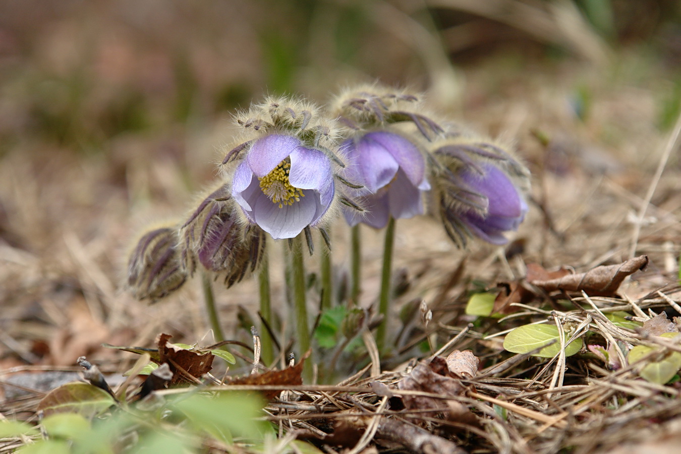 Изображение особи Pulsatilla tatewakii.