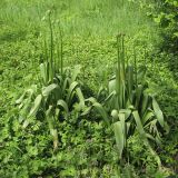 Allium altissimum