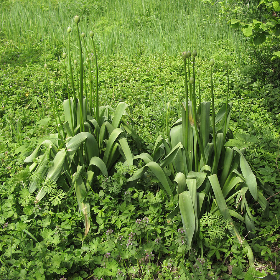 Изображение особи Allium altissimum.