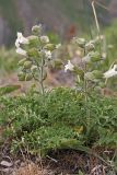 Salvia trautvetteri