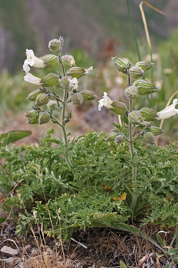 Image of Salvia trautvetteri specimen.