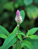 Celosia spicata. Верхушка цветущего растения. Андаманские острова, остров Хейвлок, в поселке у дороги. 01.01.2015.