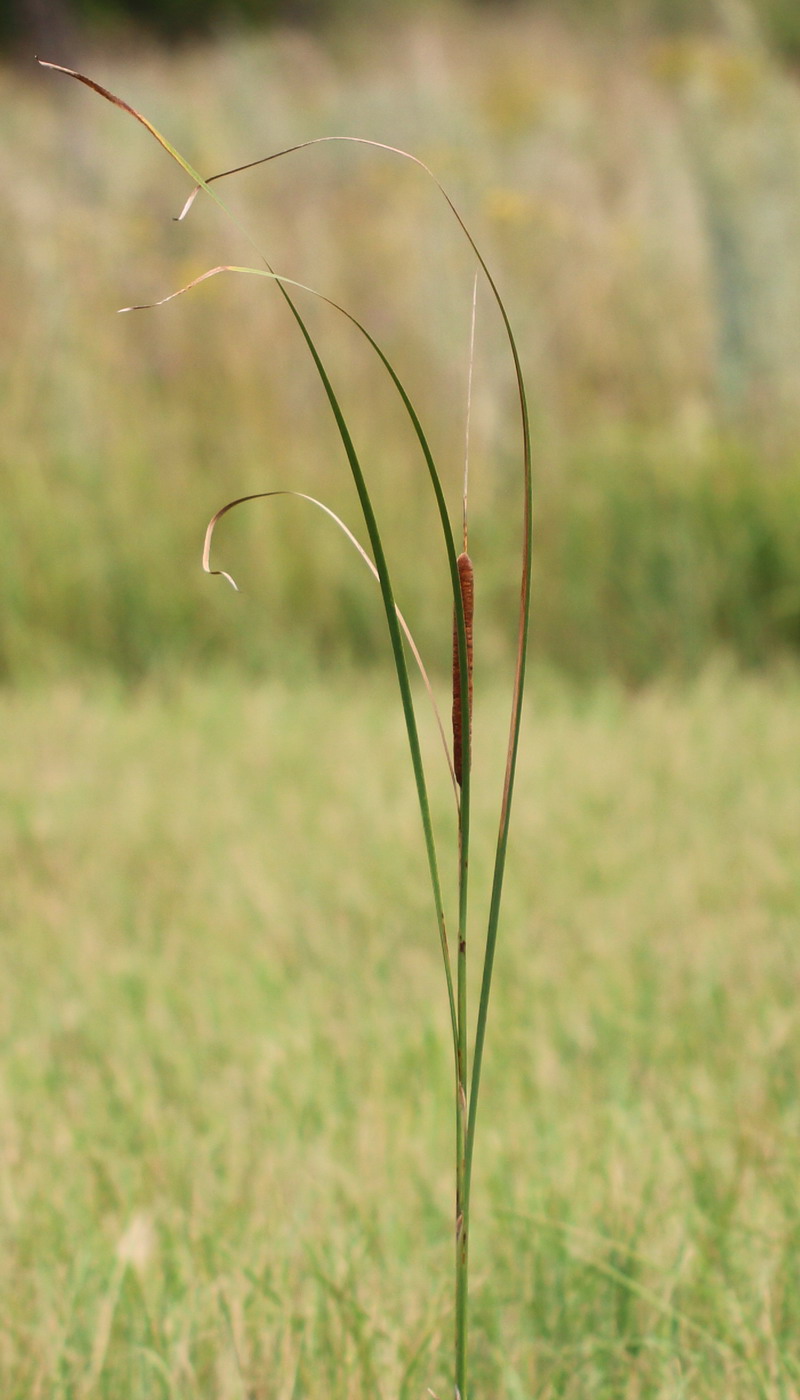 Изображение особи Typha angustifolia.