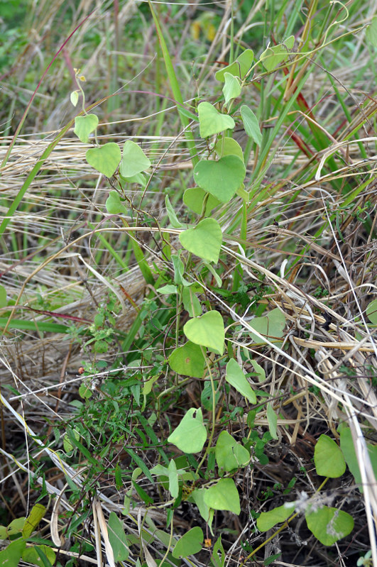 Изображение особи Diploclisia glaucescens.