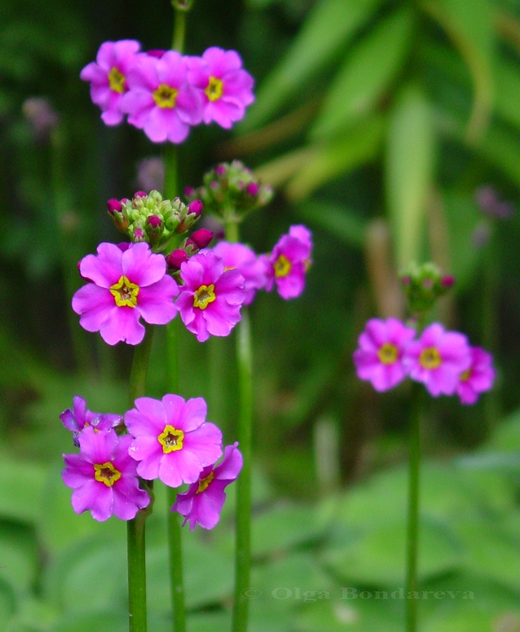 Изображение особи Primula poissonii.