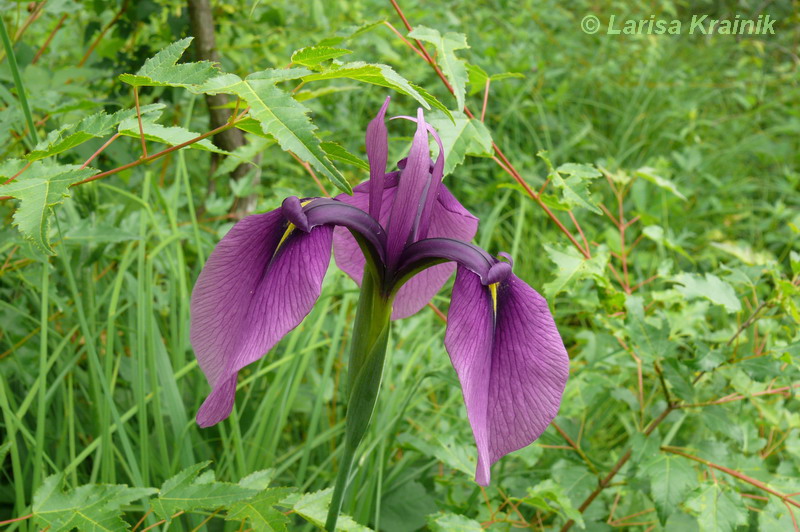 Изображение особи Iris ensata.