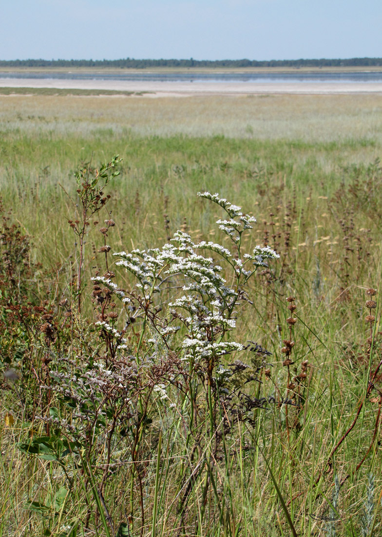 Image of Goniolimon elatum specimen.