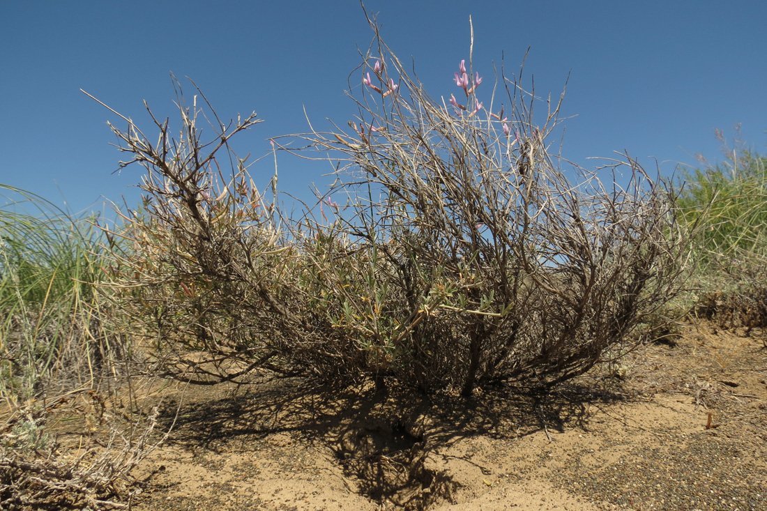 Изображение особи Astragalus polyceras.