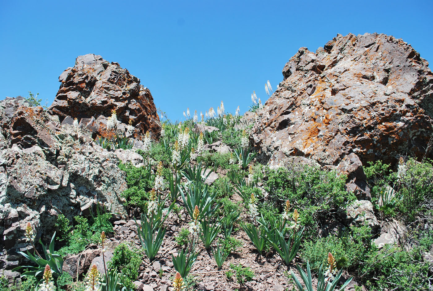 Изображение особи Eremurus lactiflorus.