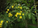 Sonchus canariensis