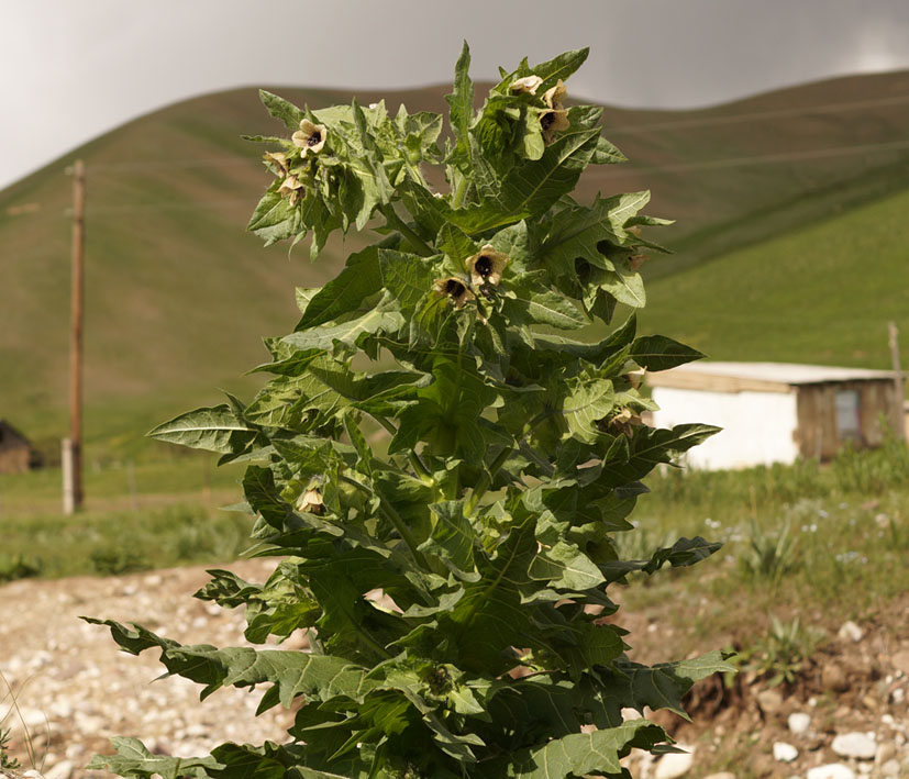 Изображение особи Hyoscyamus niger.