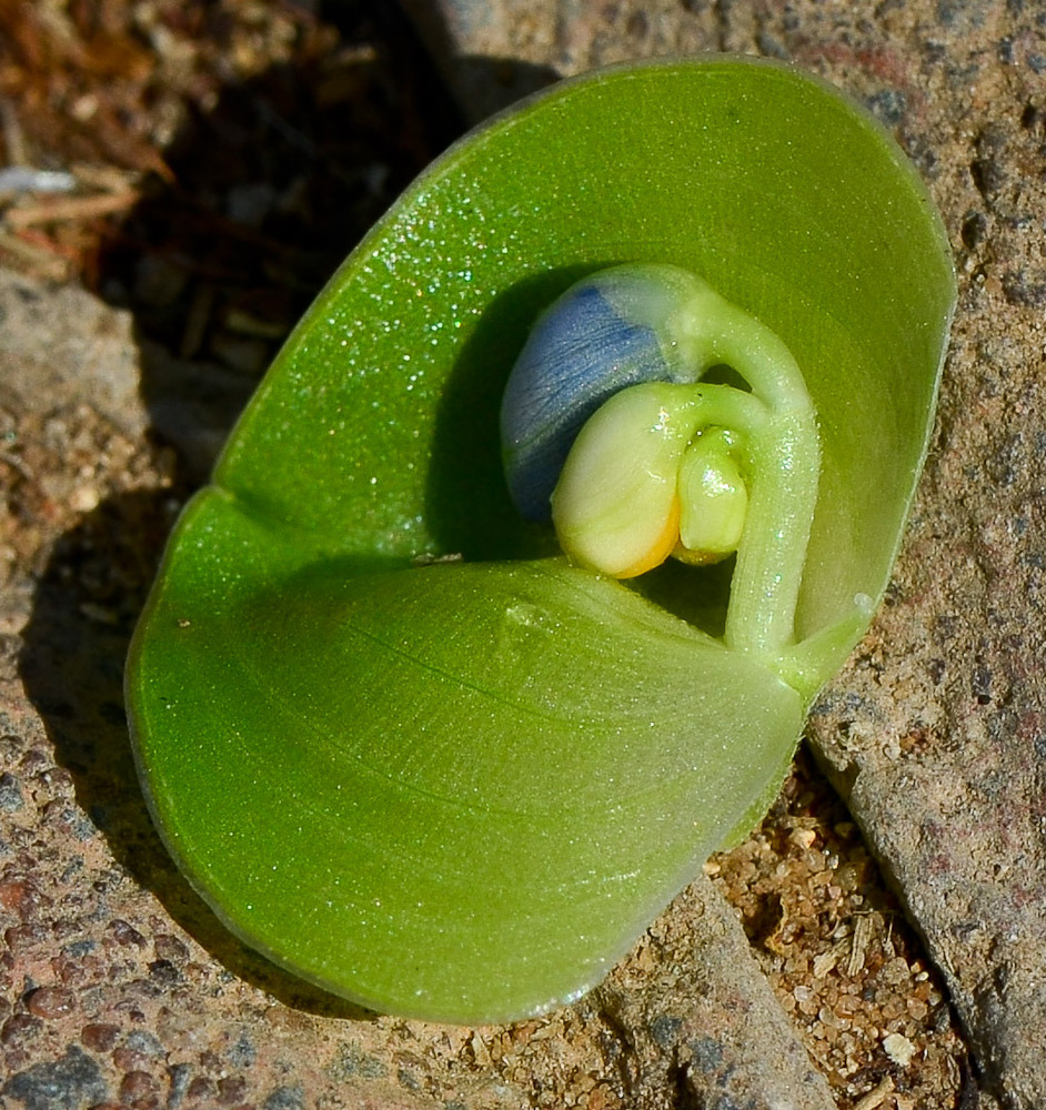 Изображение особи Commelina erecta.