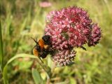 Hylotelephium triphyllum. Соцветие сo спаривающимися шмелями. Средний Урал, Пермский край, Добрянский р-н, 5 км от ст. Ярино, опушка смешанного леса, давно заброшенный садовый участок. 27 июля 2013 г.