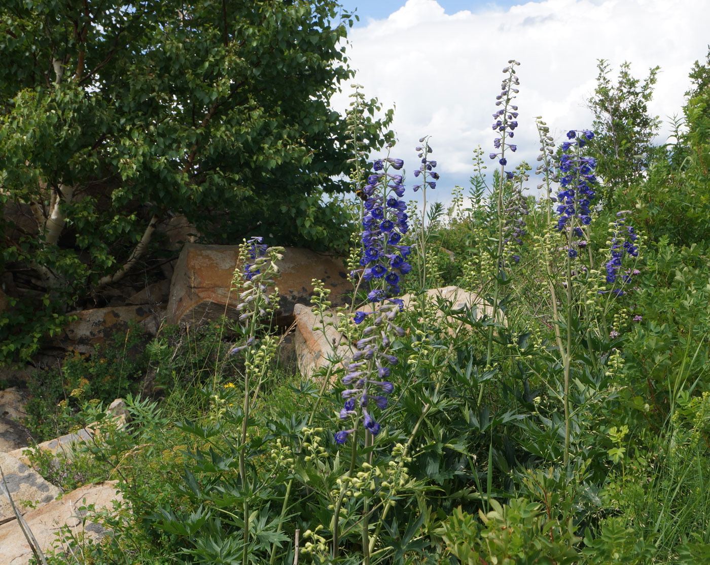 Изображение особи Delphinium dictyocarpum.