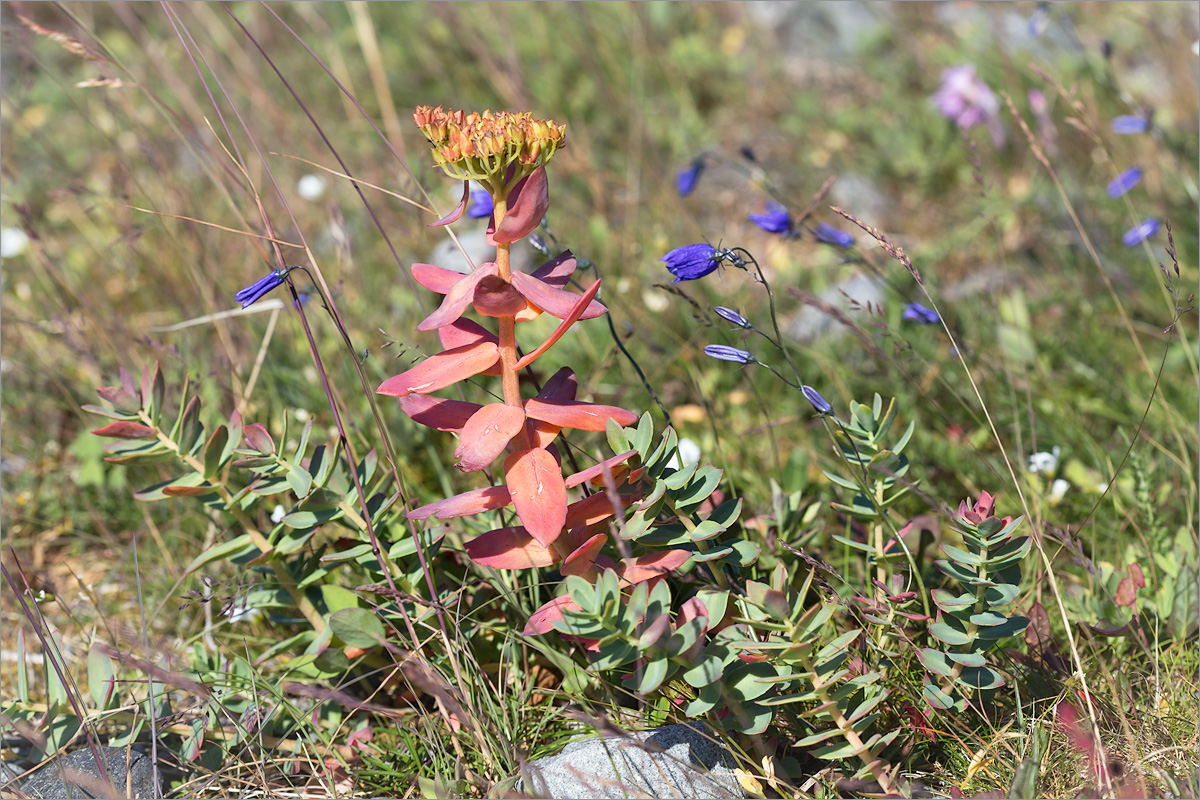 Изображение особи Rhodiola rosea.