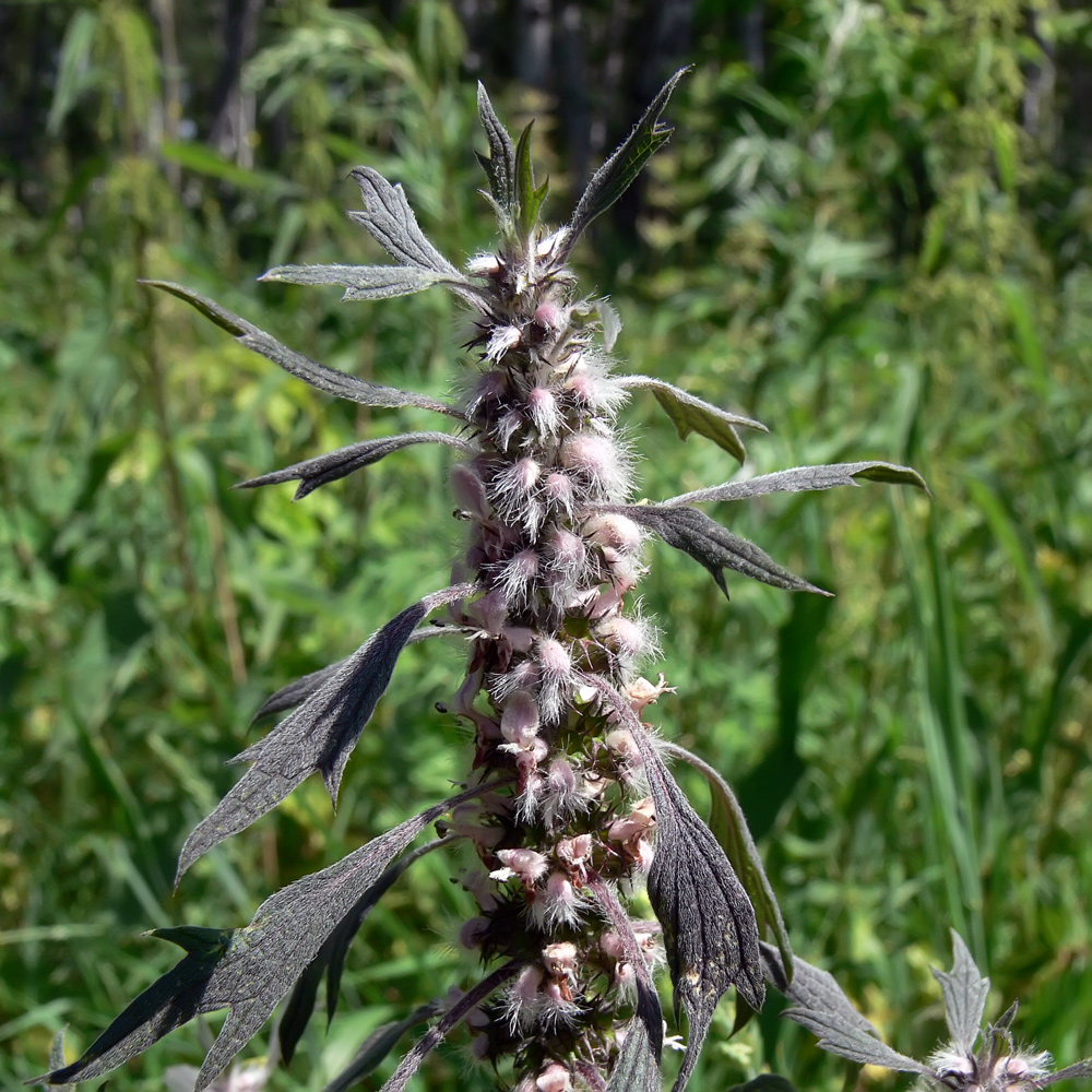 Image of Leonurus quinquelobatus specimen.