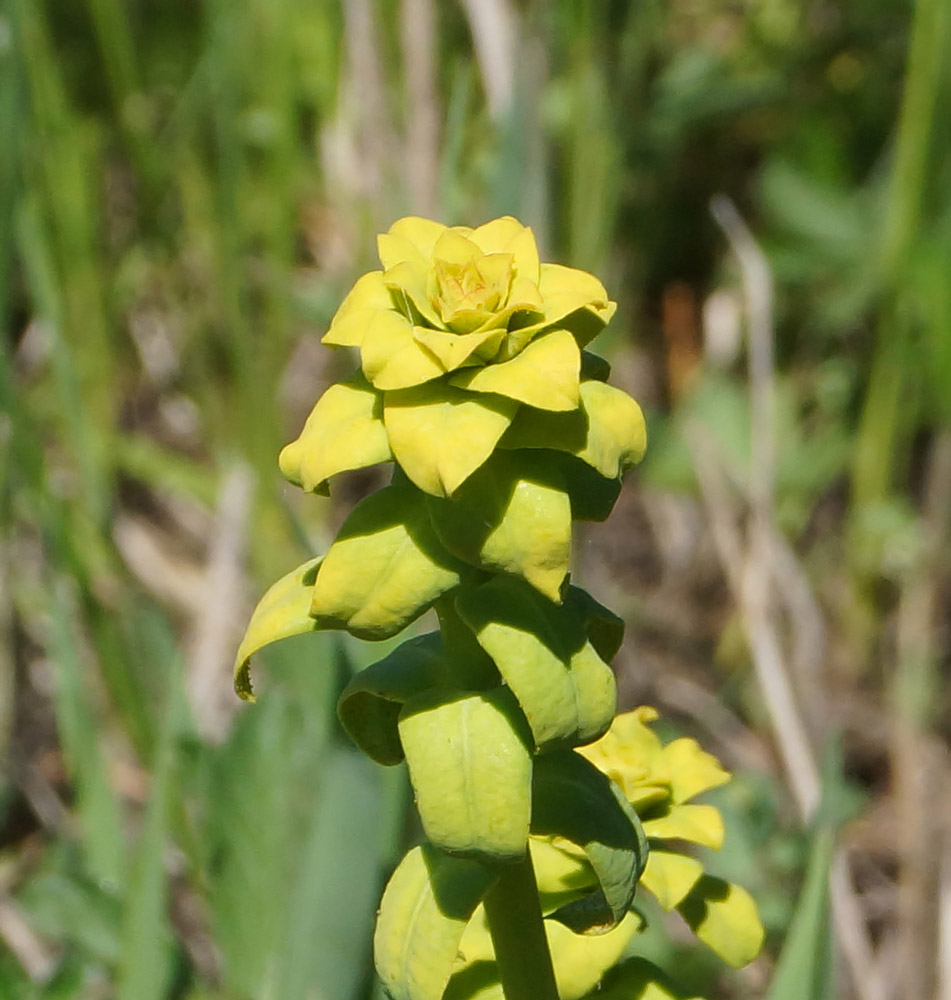 Изображение особи Euphorbia virgata.