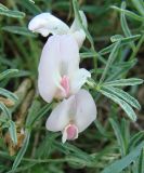 Astragalus lenensis