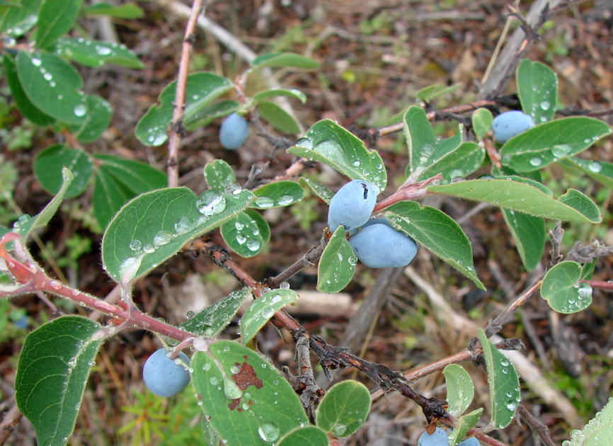 Image of Lonicera pallasii specimen.