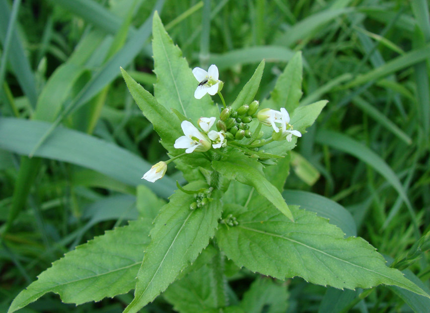 Изображение особи Arabis pendula.